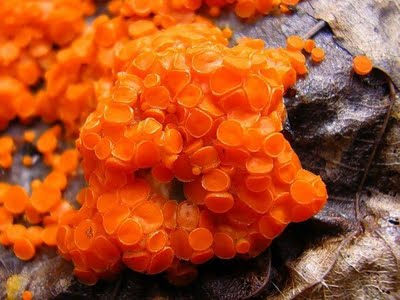 Cool orange slime mold